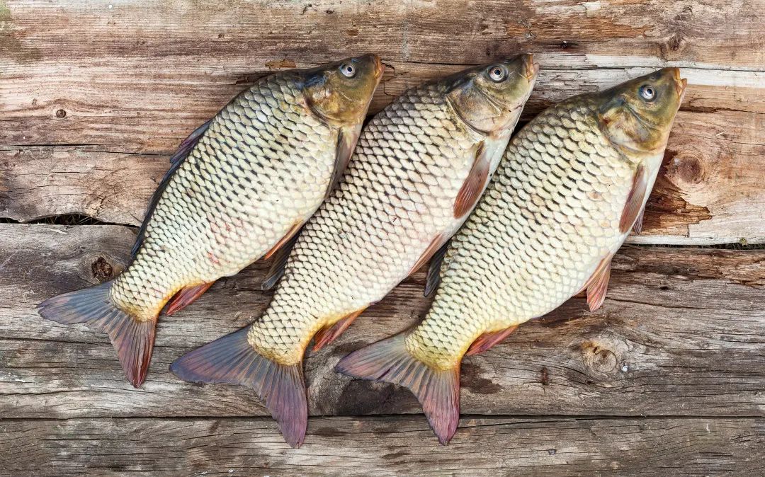 四大淡水名鱼是些什么鱼,鲤鱼鲫鱼和四大家鱼的区别