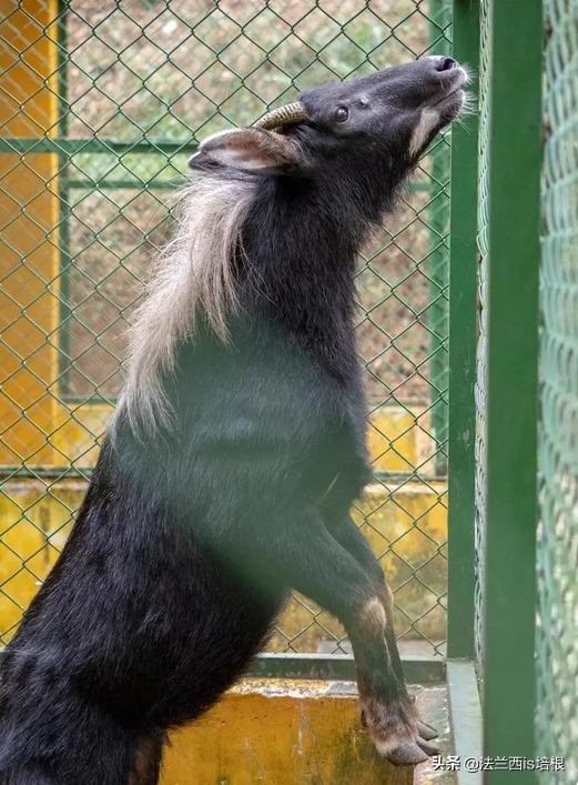 罕见的天马,罕见动物神兽