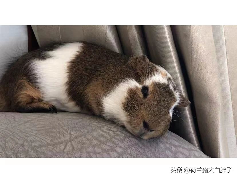 荷兰猪缺少维生素c会脚肿吗,荷兰猪维生素c怎么补充