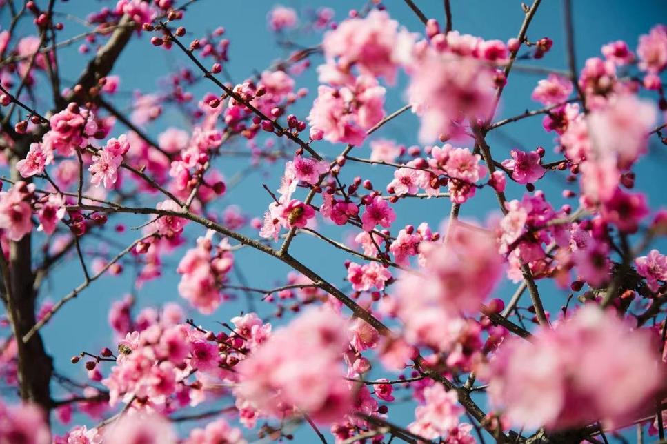 郁金香主题公园稻草人,2022年郁金香花海贵州