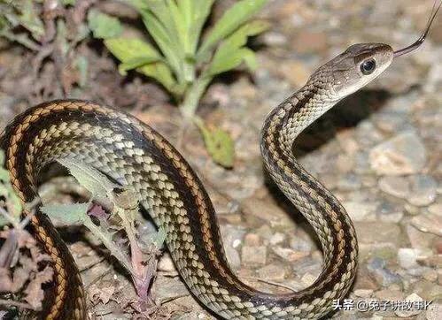 蛇蜕皮的过程,蛇为什么蜕皮