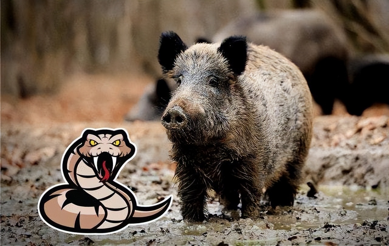 猪为什么是蛇的天敌呢,猪为什么怕蛇的天敌