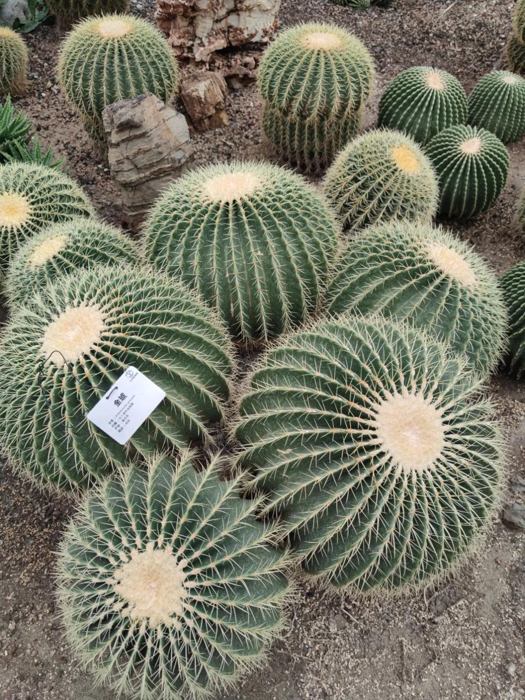 为什么进口税交了还要交购置税,为什么进口关税要计入成本