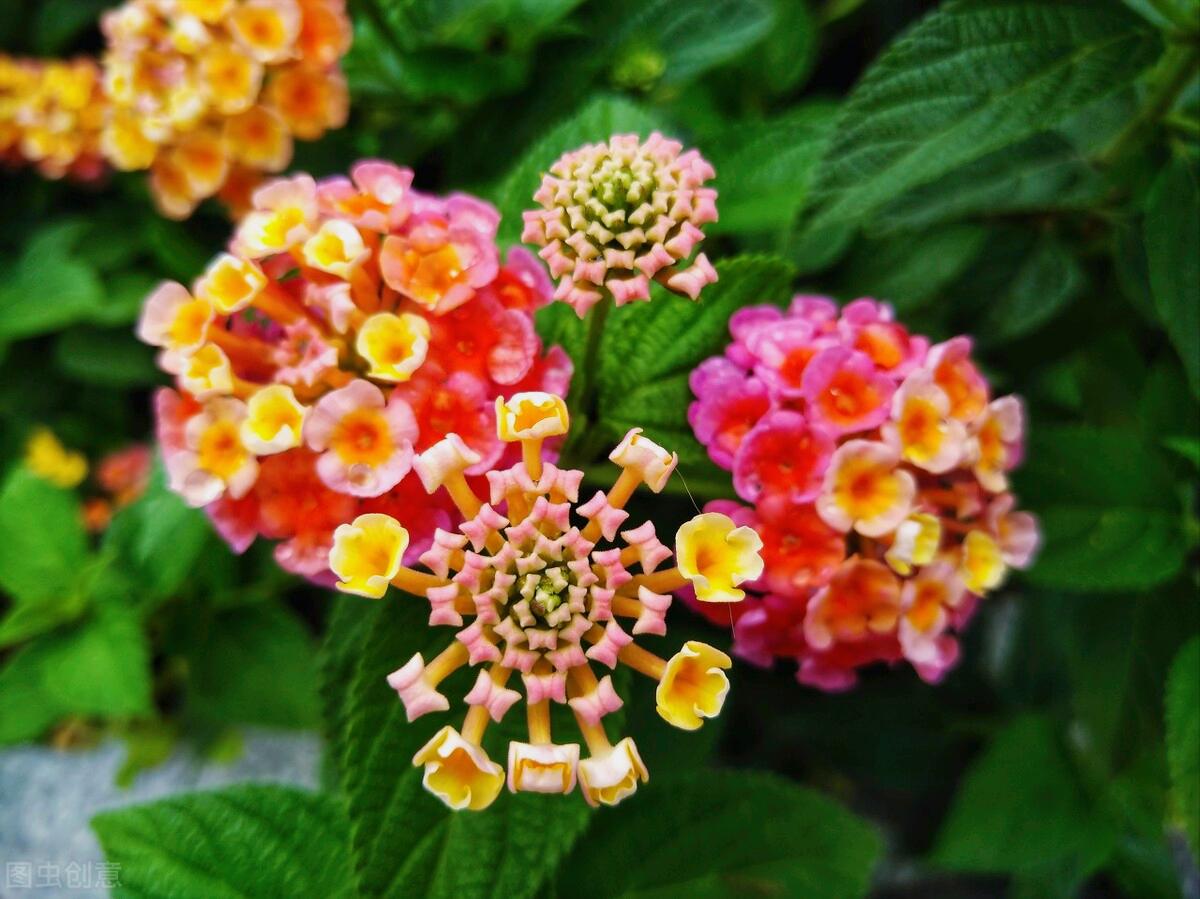 一花一世界,一花一叶送祝福,有花陪伴最幸福;有叶牵挂更美好