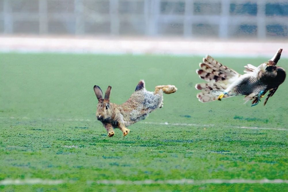 抓野兔被抓怎么处罚,男子抓野猪被民警抓
