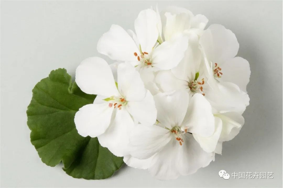 鑺卞崏鍝佺灞曠ず,鏂颁紭鑺卞崏鍝佺灞曠ず