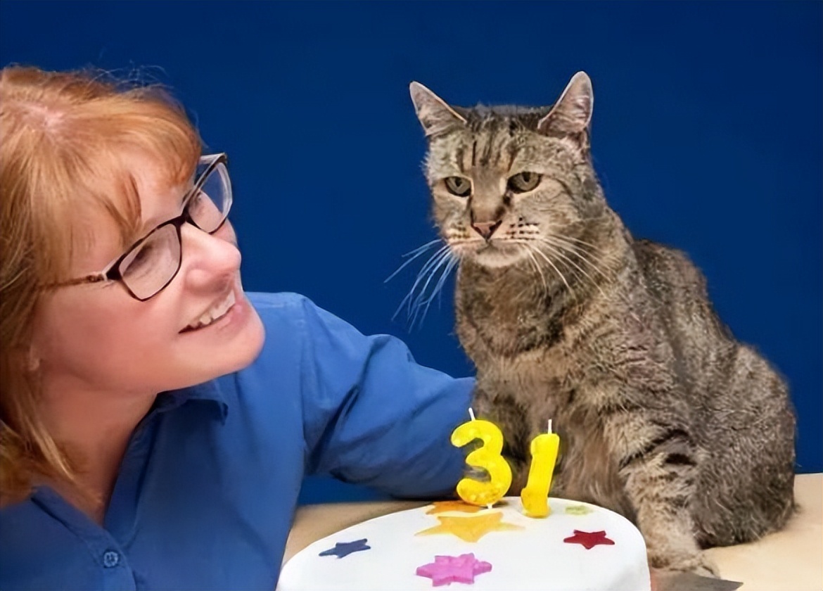 为什么中华田园猫很受人喜爱,养中华田园猫费钱吗