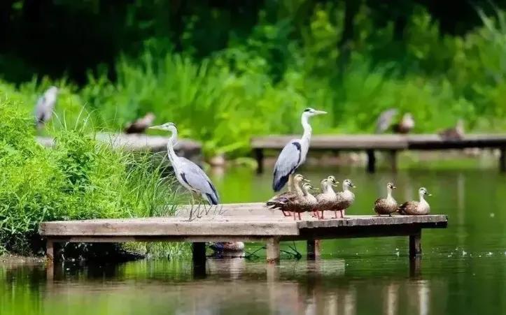 北京清明踏青旅游攻略,北京适合清明游玩的公园