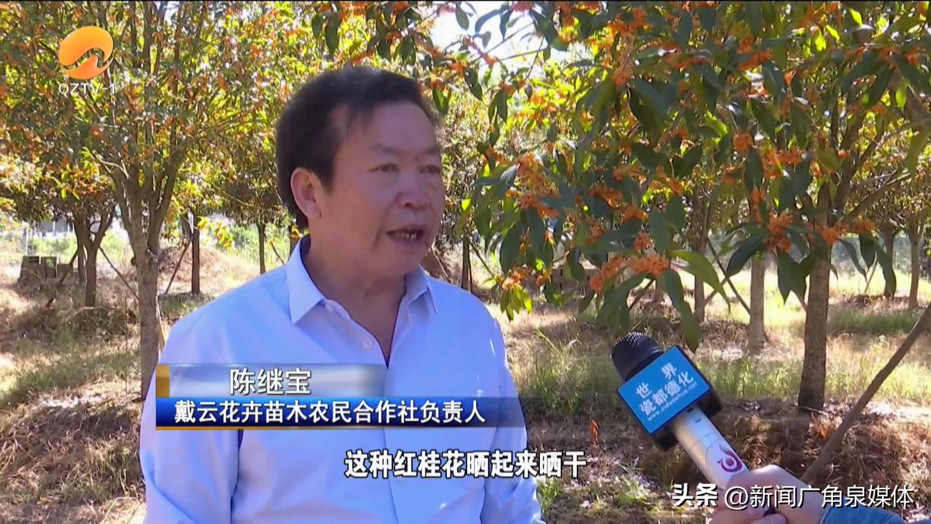 金秋十月桂花飘香完整版,绝美金秋桂花飘香