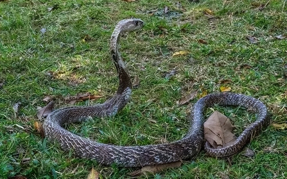 为什么打蛇要打七寸,打蛇七寸的七寸是指哪里