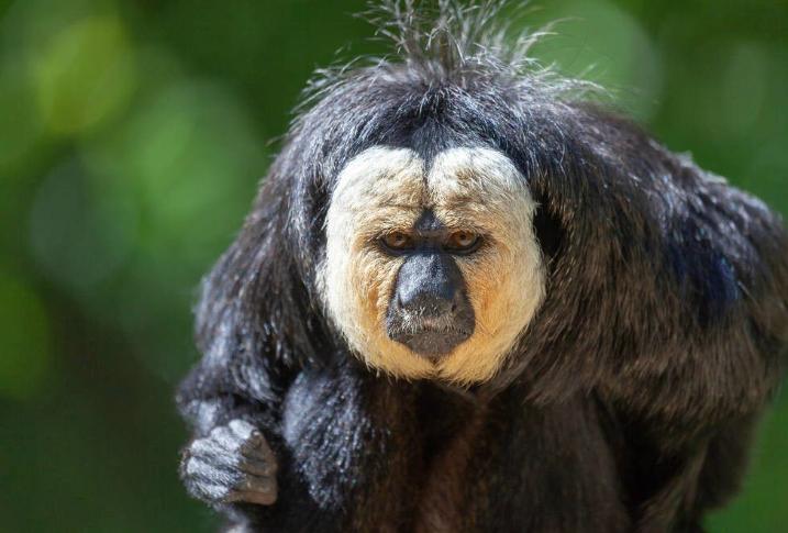 唯一一个不怕毒蛇的猴子,野生的猴子它到底有多可怕