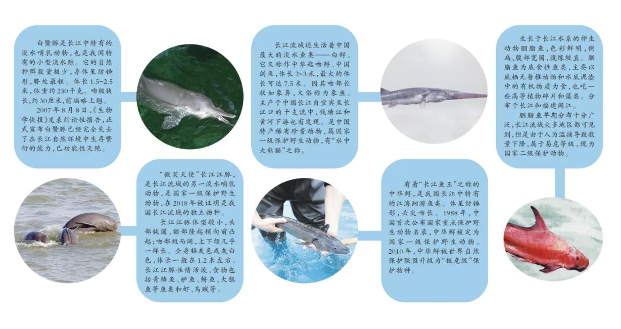 长江禁捕刀鱼哪里来的,长江十年禁捕刀鱼多吗