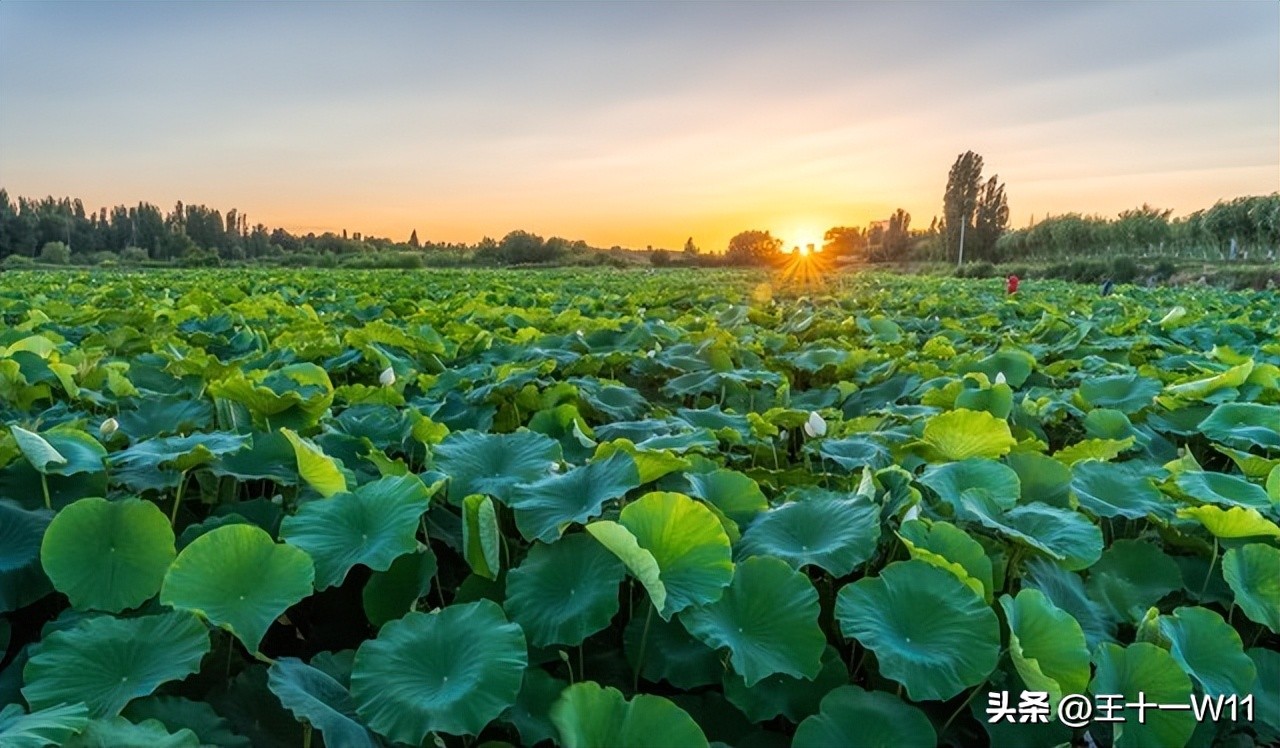 荷叶入膳，为你轻身，解热、消暑