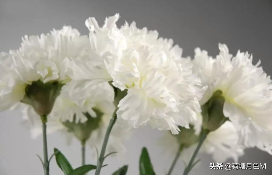 母亲节送给母亲一朵康乃馨,母亲节亲手做一朵康乃馨送给妈妈