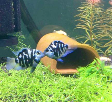 鱼缸长螺怎么治理,鱼缸爆螺的危害有哪些