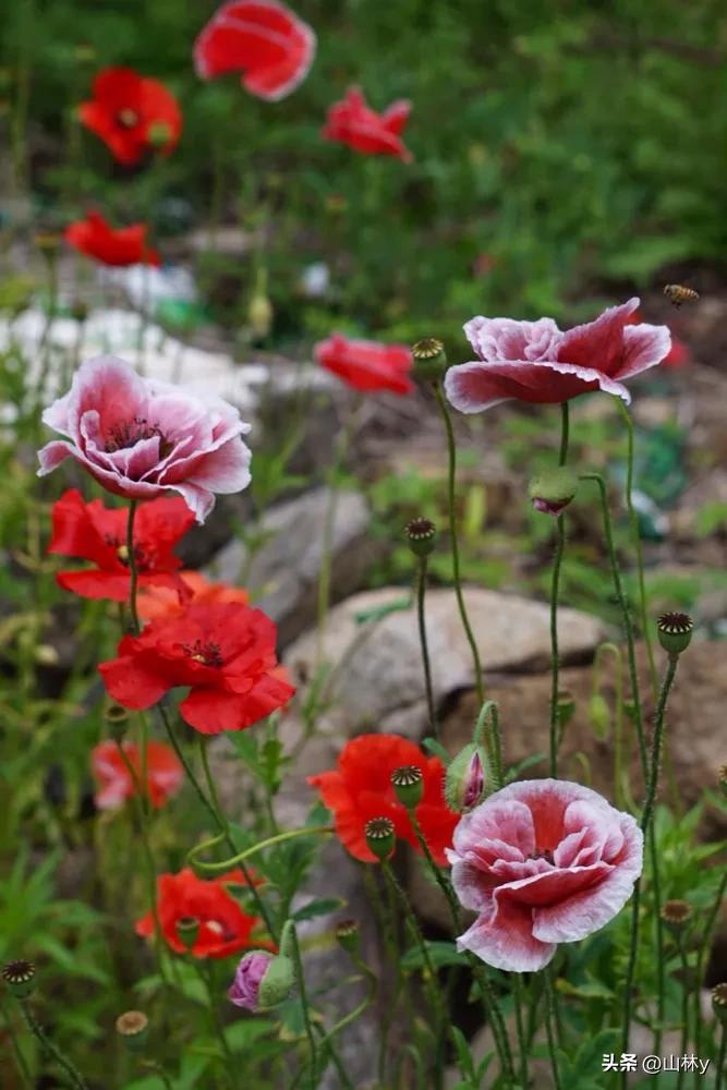 五颜六色的花朵养眼舒心,灵动秀美的花朵图片