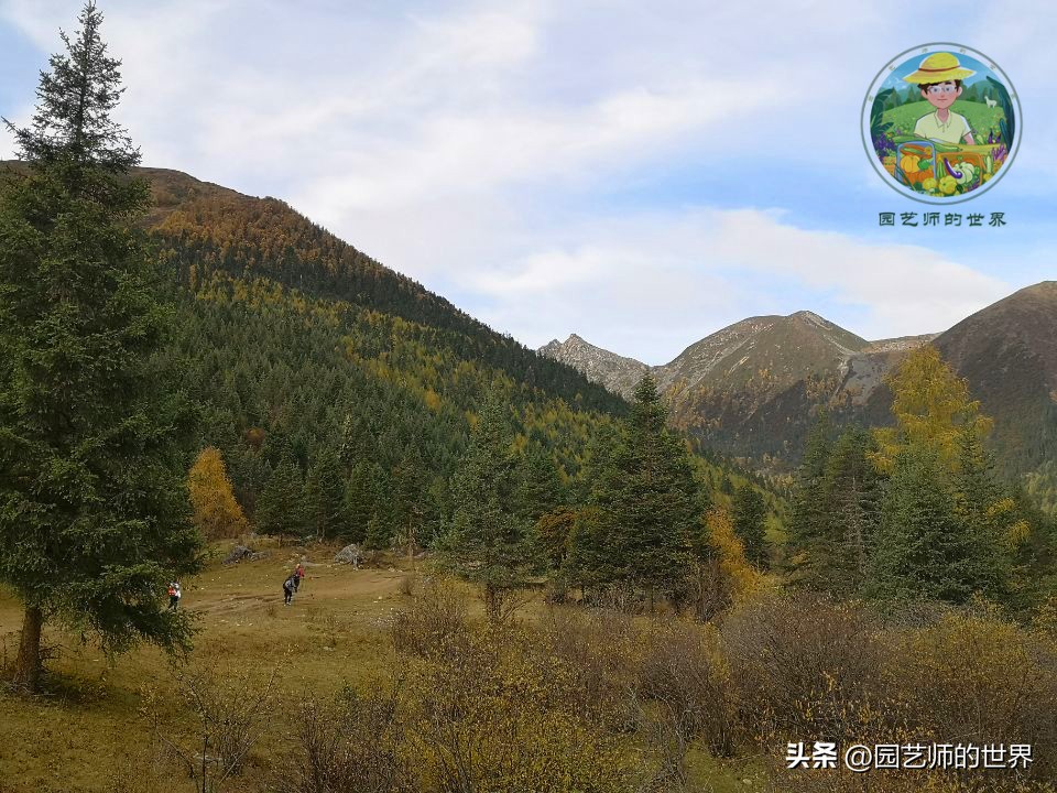 疏林草地的作用,疏林草地效果图