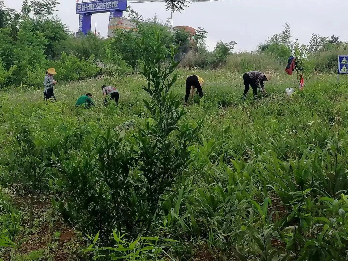 红色文化助力乡村振兴,红色光芒照耀着乡村教育