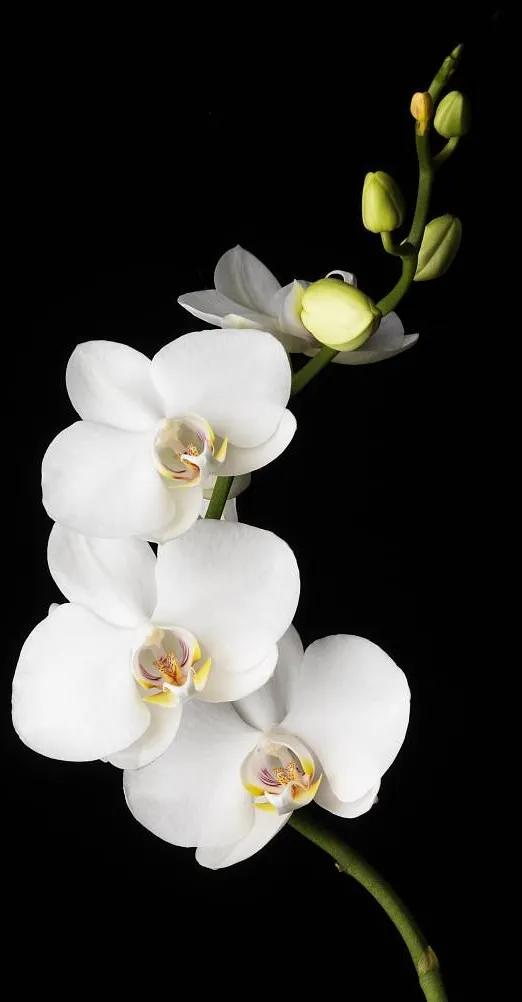 黑白花朵壁纸超清,全屏花朵壁纸无水印黑白