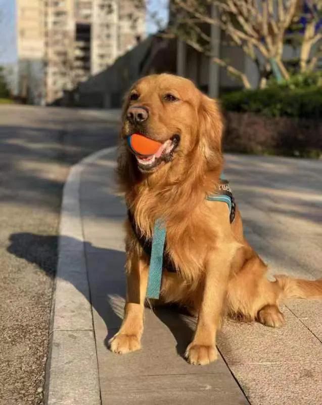 穷养金毛不生病！99%的养狗人不知道这么多❗️