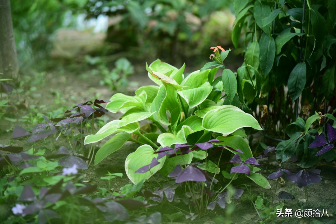 看到你的花园那么惨，我就安心了|园丁