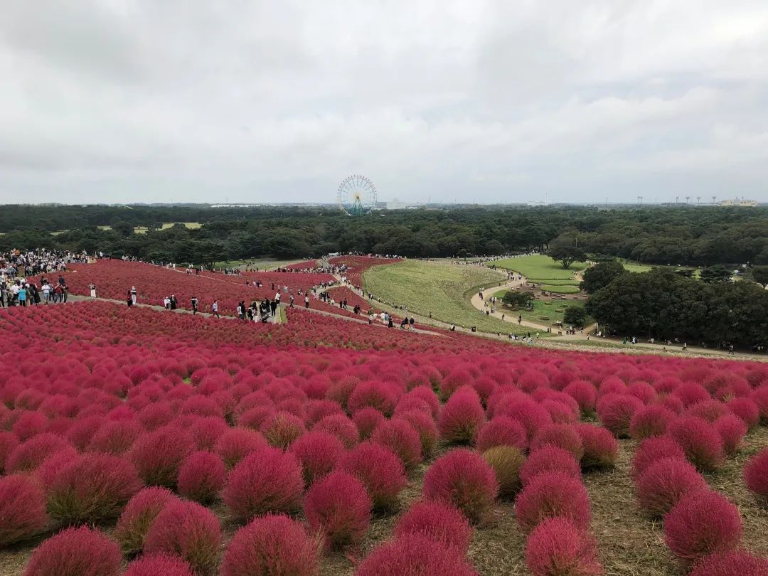 从北到南看日本｜第八期：茨城县深藏多个宝藏拍照打卡点