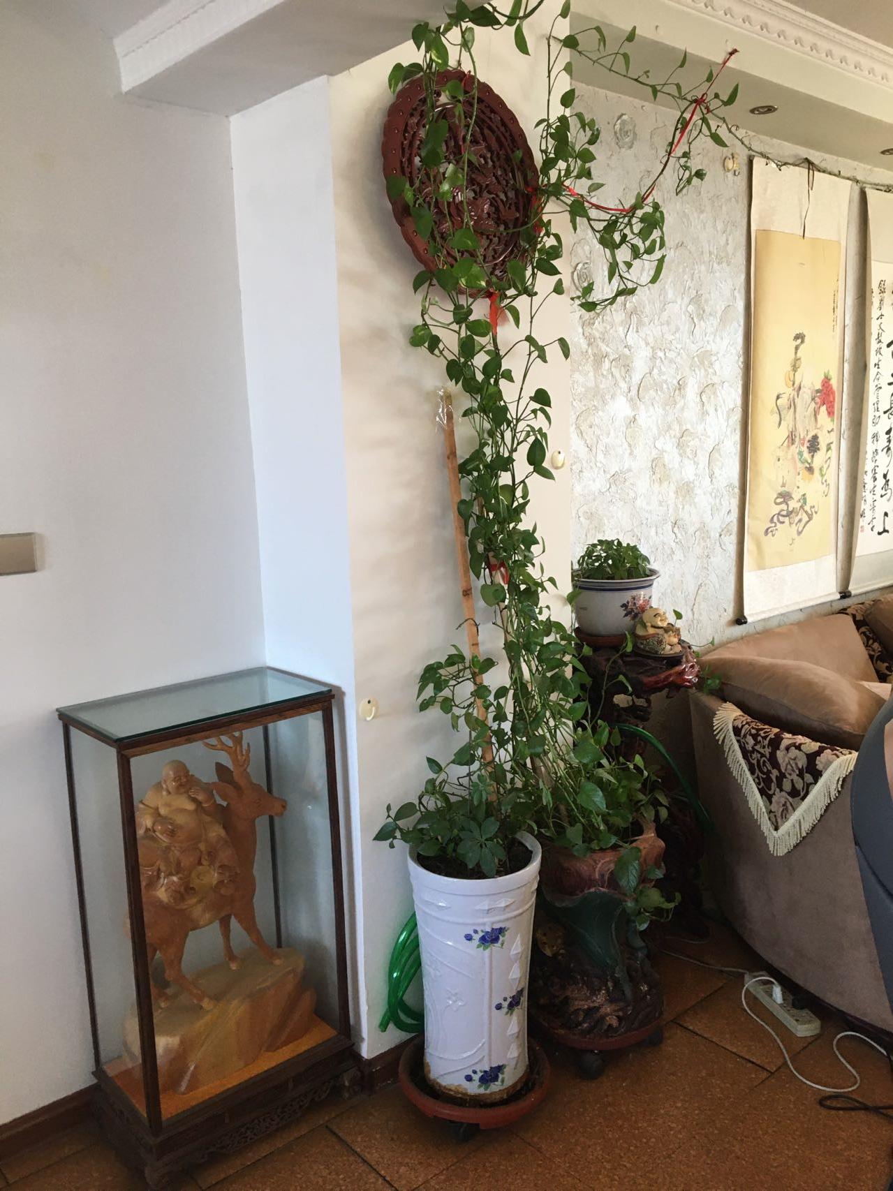 做＂颤、抖功＂“消疲”健身的方法、要点和益处（精彩回放）