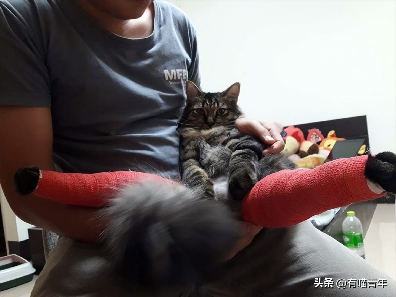 公猫出去一天一夜了都没回家,公猫出去三天没回来了