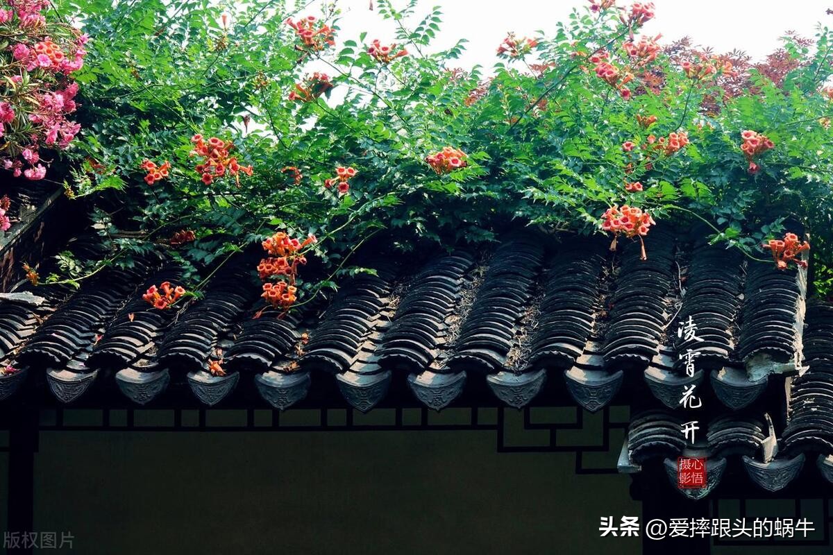 夏日里盛开的凌霄花,绚烂开放的凌霄花