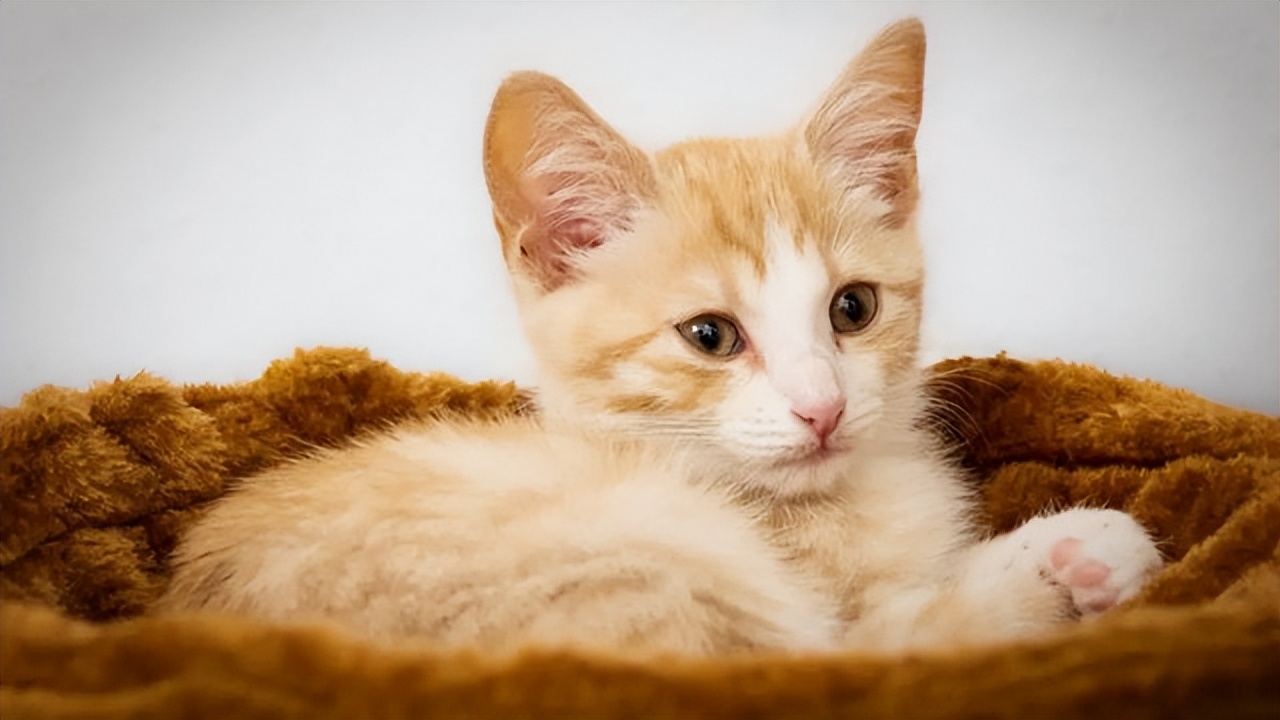 澳大利亚野兔泛滥成灾的原因,澳大利亚的野兔成灾结局