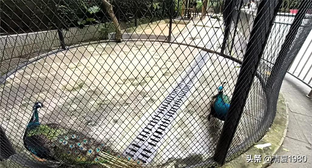 深圳东湖公园门票多少钱一张,深圳东湖公园景点图片高清