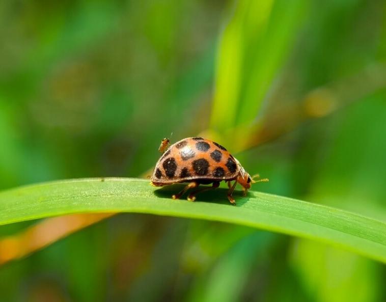 为什么同样是瓢虫,有的是人类的好朋友,有的却是农业的大敌?