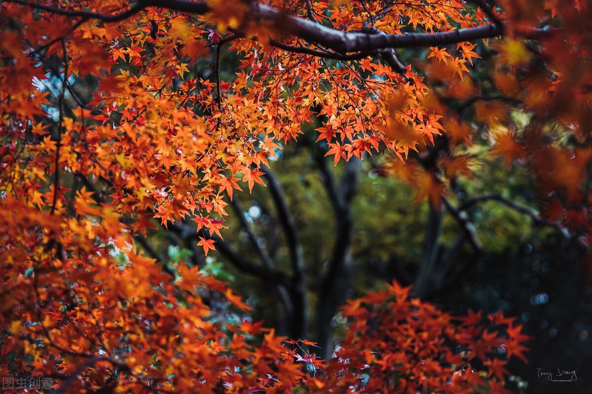 秋日上海好去处,上海秋日风景
