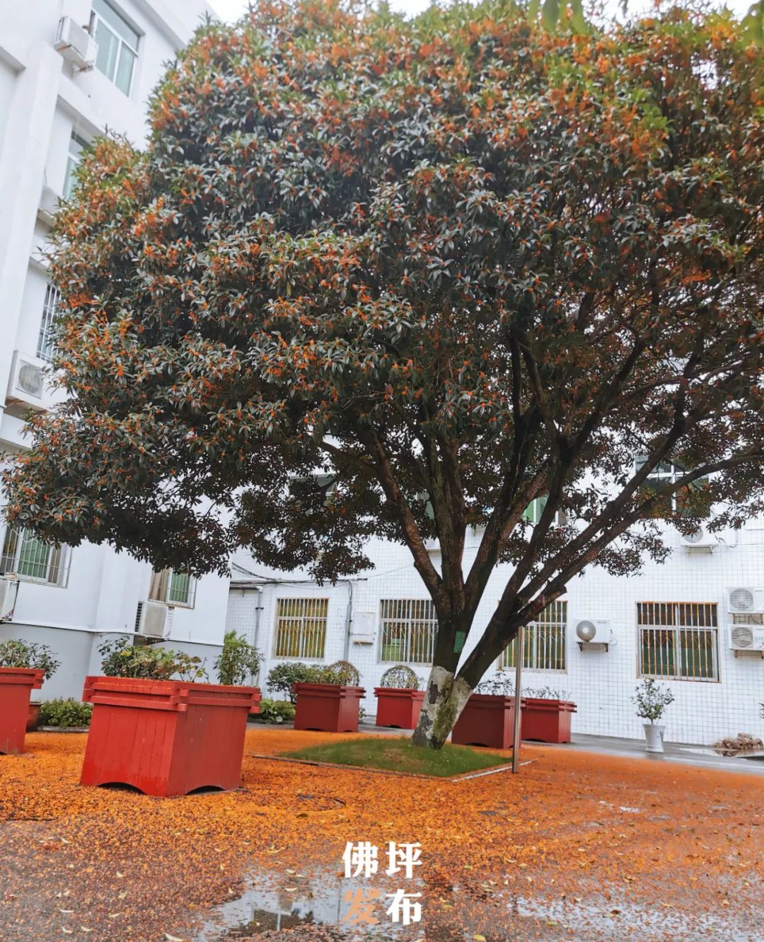 绉嬫剰娴撴鑺遍姝ｆ槸绉嬪ぉ鐨勫ソ鍘诲,绉嬫剰娴撲竴璺笂閮芥槸娴撻儊鐨勬鑺遍