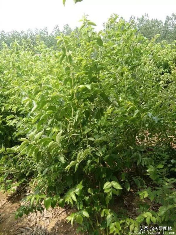 上海优质金银木价格,金银木价格一览表