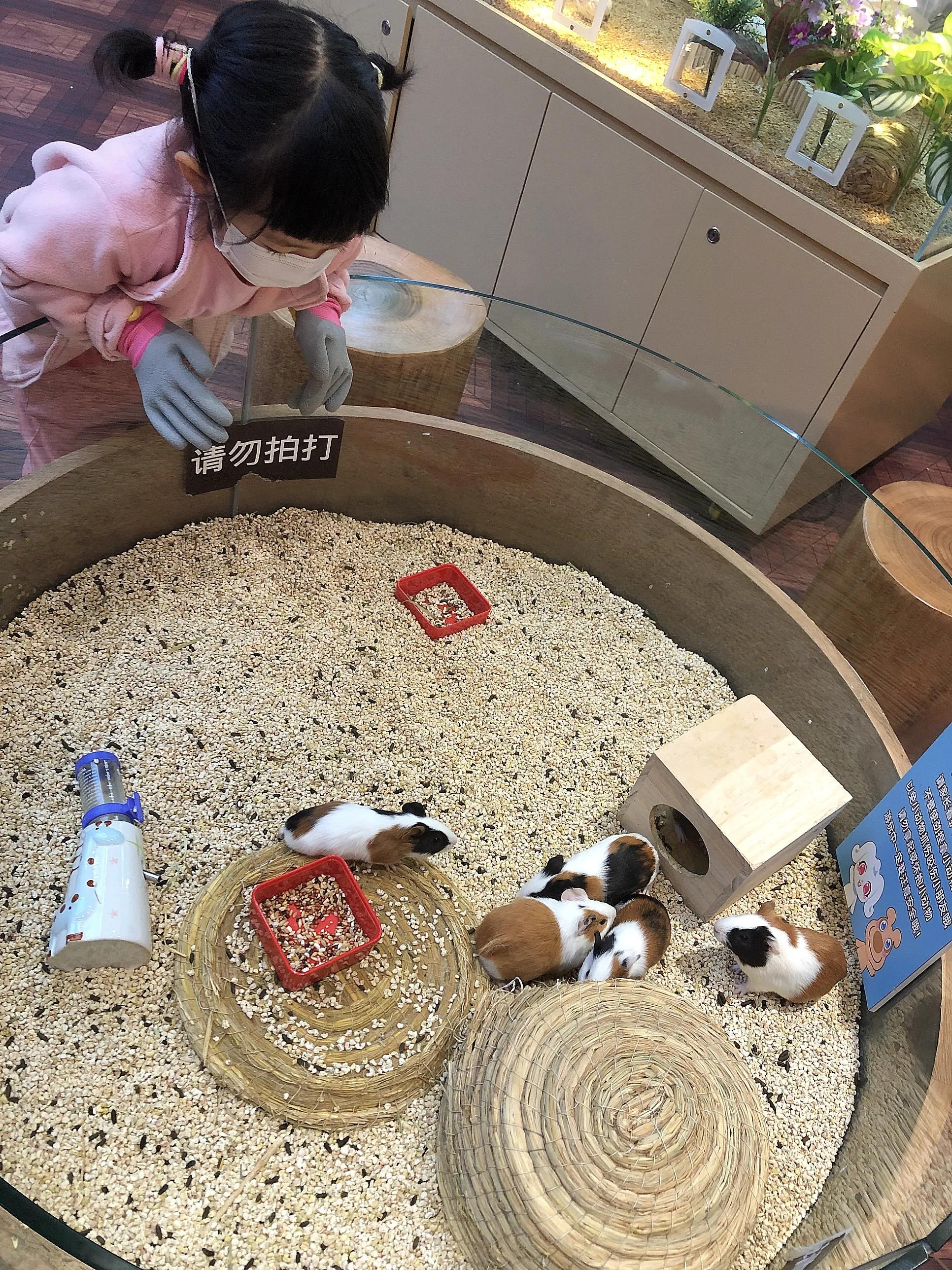 门头沟中骏世界城卡通尼Safari非洲探索乐园带闺女探店