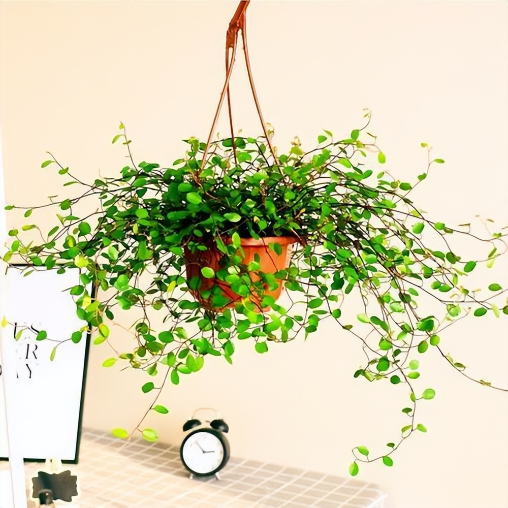 适合室内养的耐阴花和植物,就养这10种耐阴花比绿萝都好养