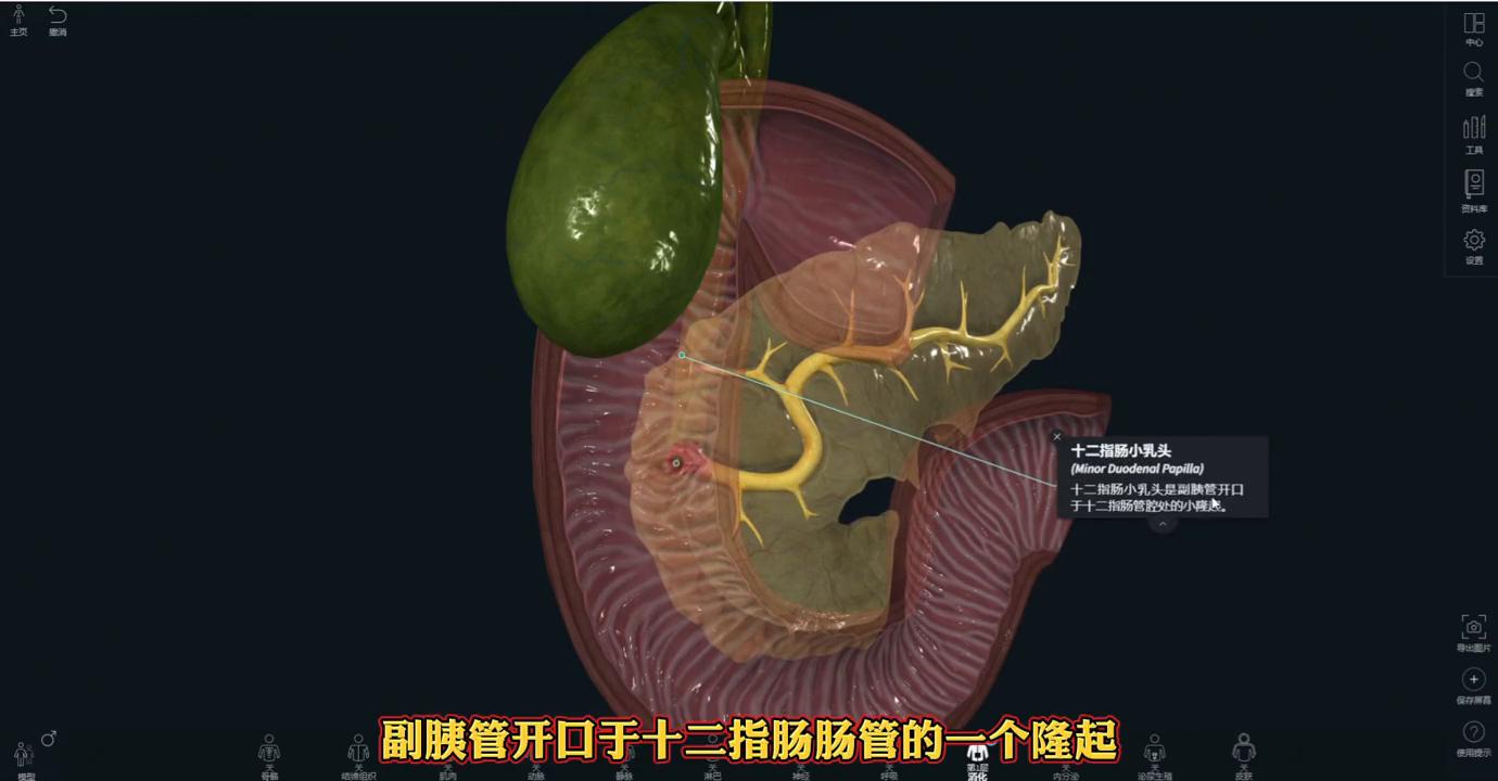 解剖基础：胆管和胰管解剖分享，实用干货！#解剖