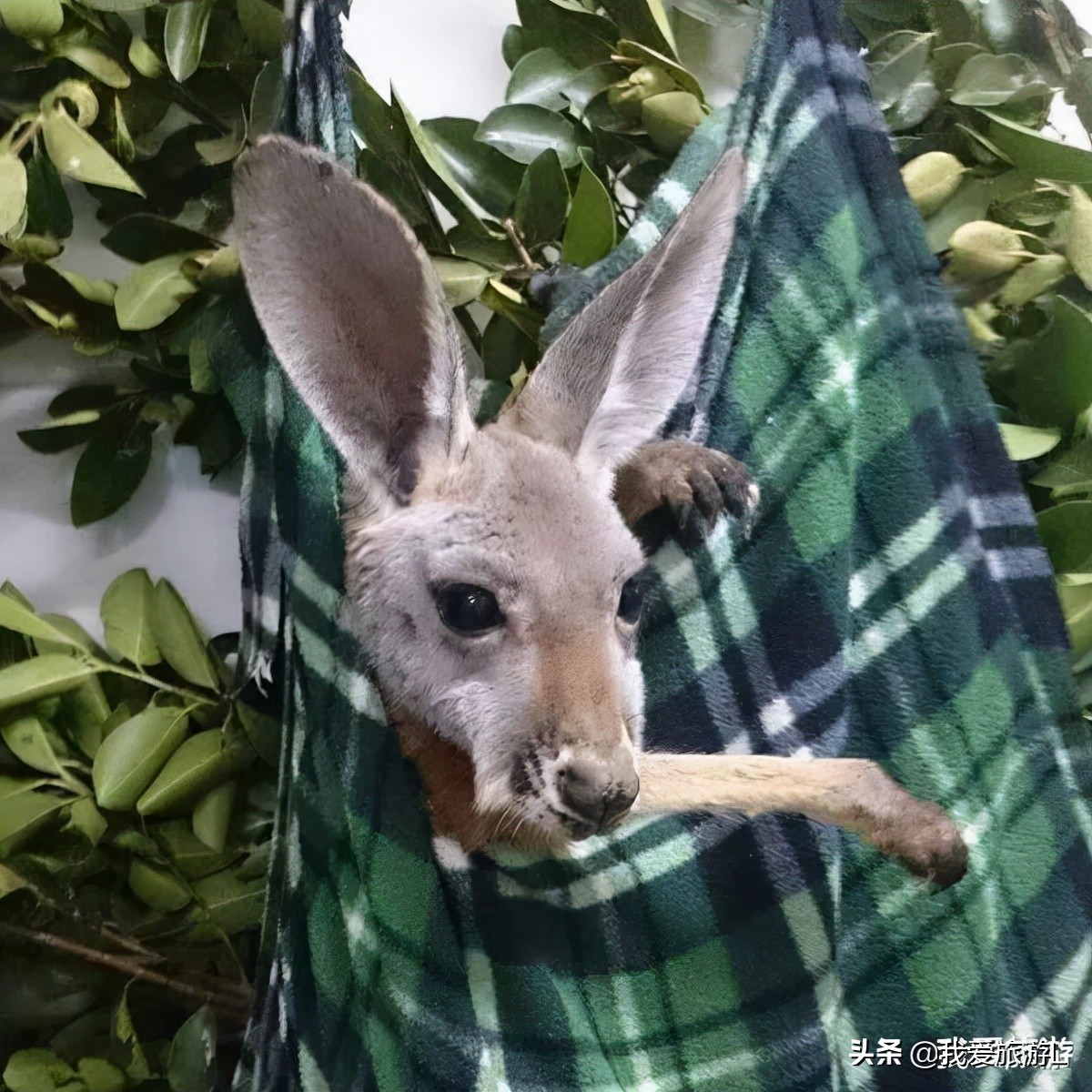 袋鼠袋是什么,袋鼠的袋子里面长什么样