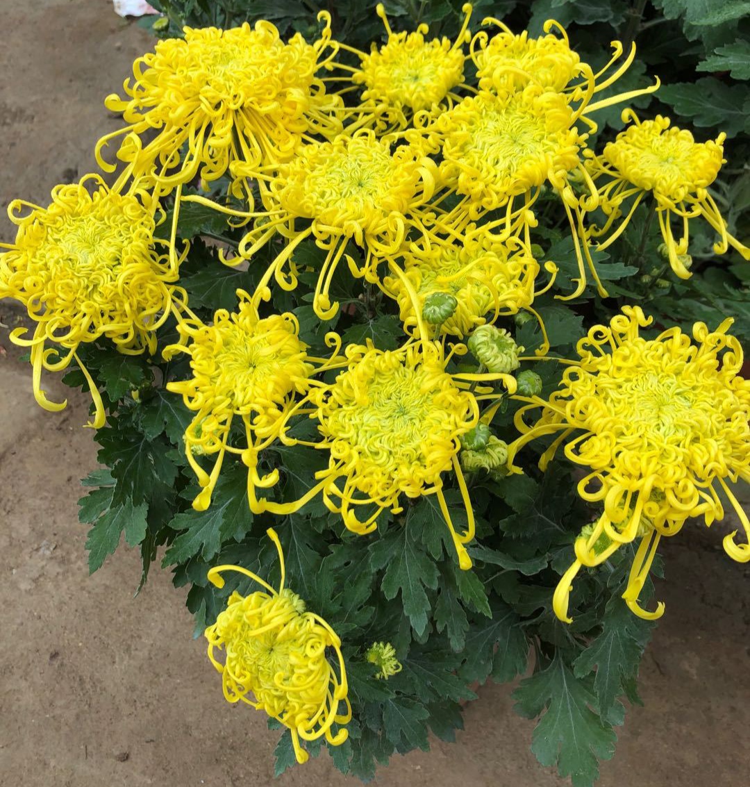 家庭客厅养什么花好看又旺财,客厅最吉祥的三种花