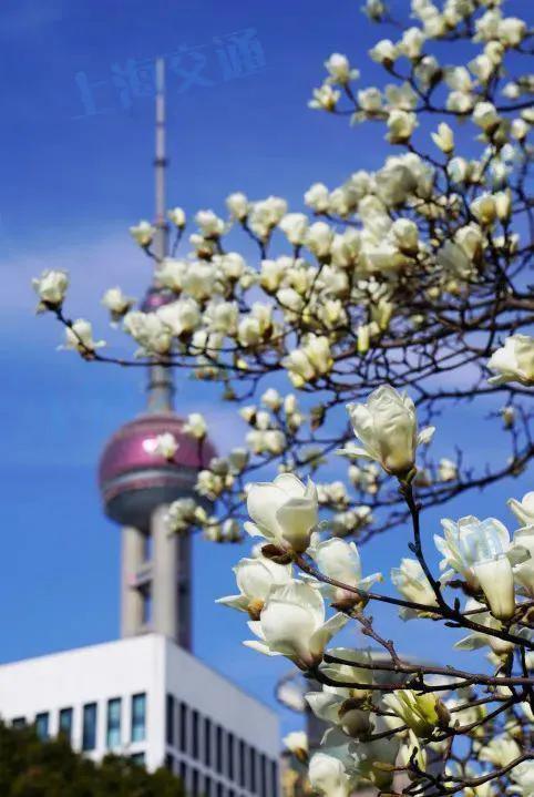 美爆了的景区,美爆了黄浦滨江