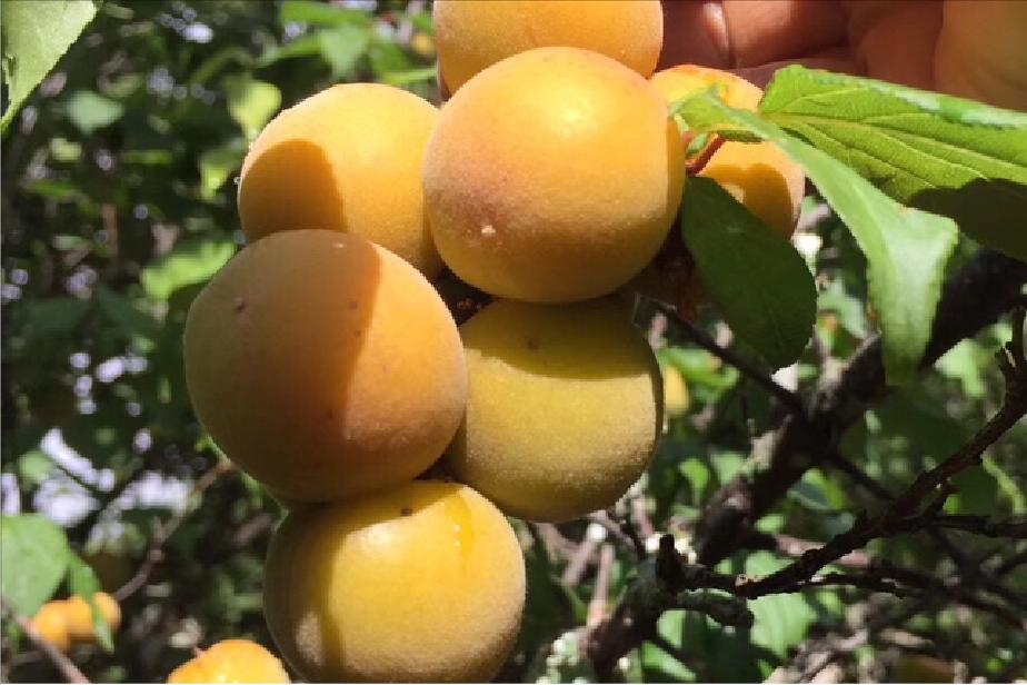 有一个水果叫什么梅子,有一个水果叫什么梅