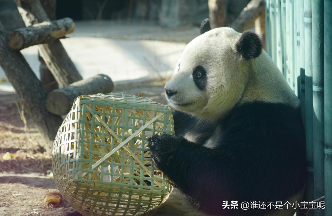 每天认识一只大熊猫七仔,大熊猫福星胖大海胆小