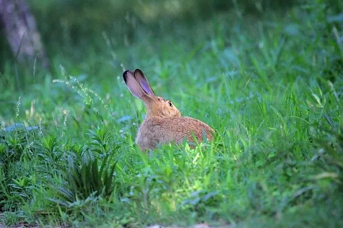 多种捕猎工具,夜视仪狩猎神器3k