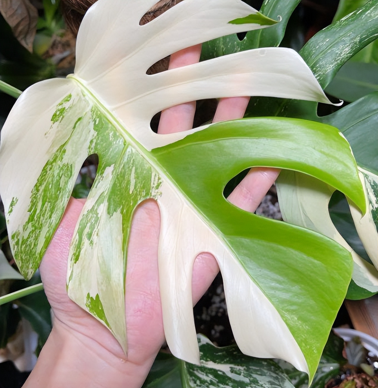 吸甲醛的绿植最好养的,哪一种绿植对新装修的房子最有效