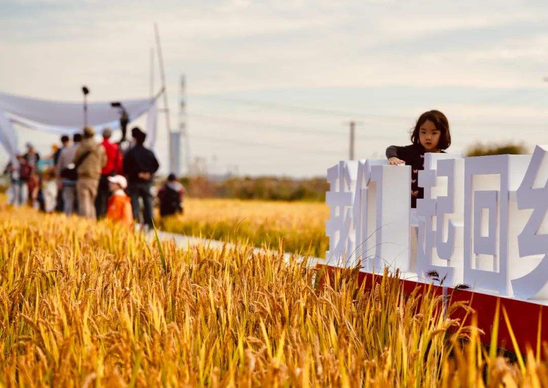 农村二代返乡创业项目有哪些,返乡创业想挣钱这些坑得避免