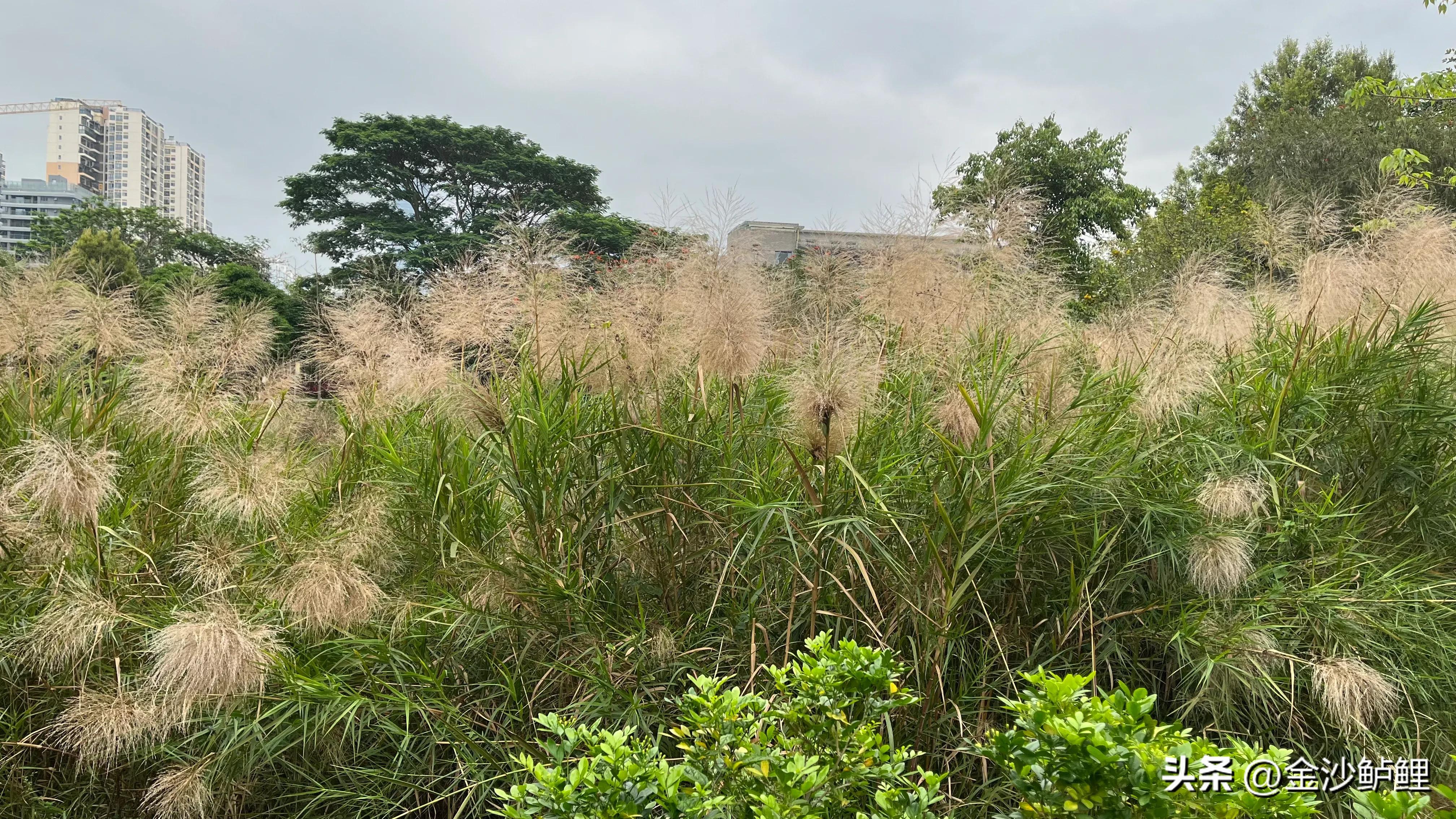 我的记忆和回忆,我的记忆简介