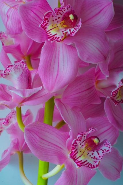 兰花美图奇花异草,兰花幽静之美图片