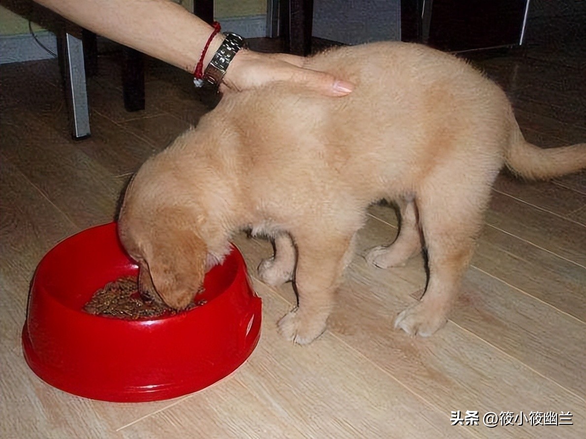 狗狗每天吃饭的最佳时间,狗狗的100种怪癖