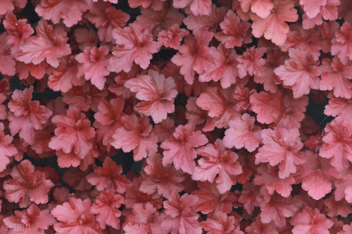 十二星座周运白羊座金牛座双子座,金牛座双子座下半年运势